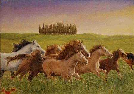cavalli in maremma 